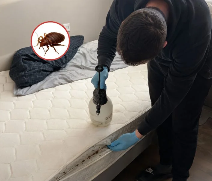 Technicien traitant un matelas contre les punaises de lit à Maison-Rouge